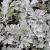 Artemisia stelleriana Silver Brocade .jpg